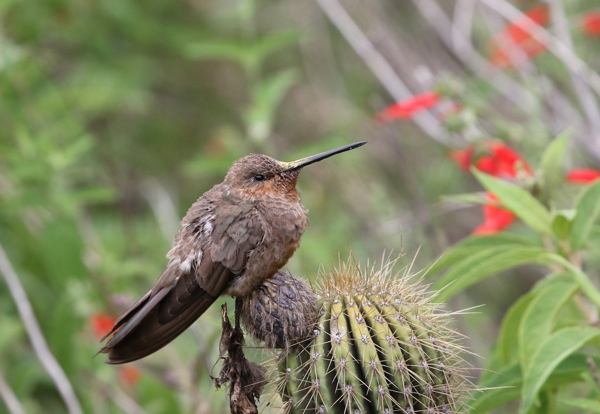 Giant Hummingbird - Richard Greenhalgh
