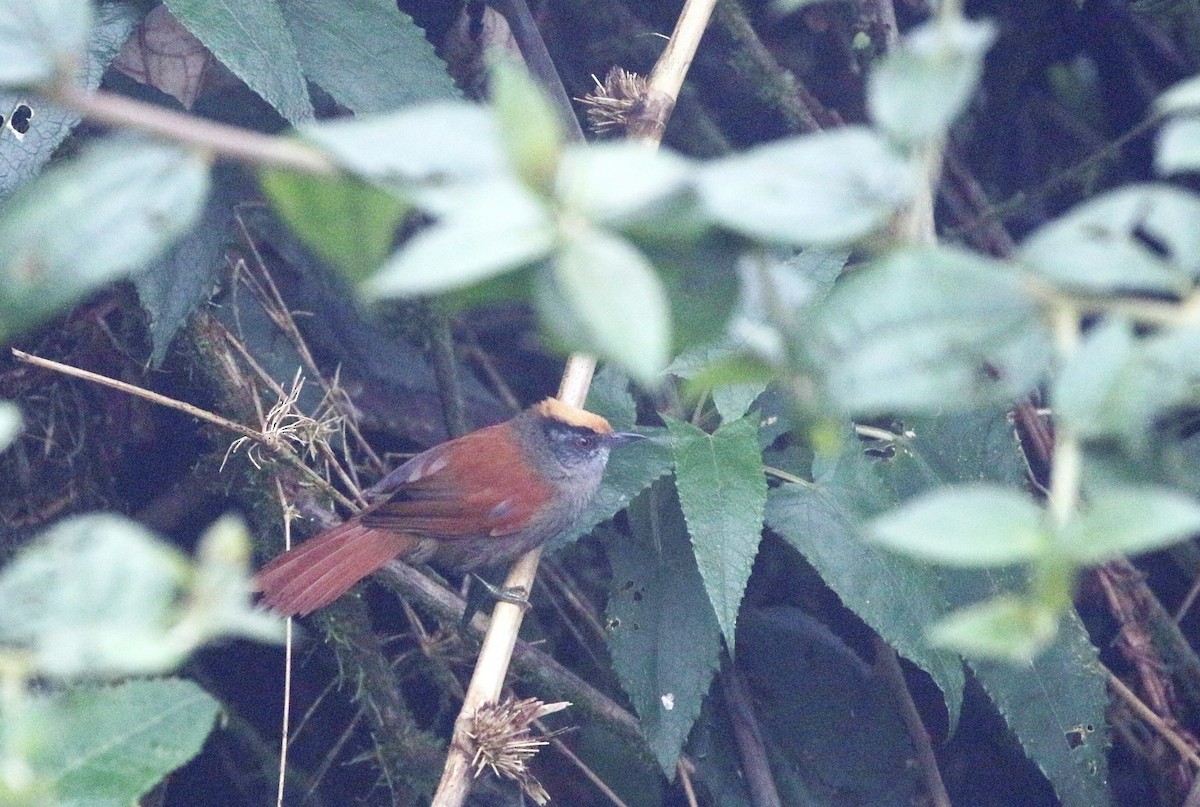 Light-crowned Spinetail (Buffy-crowned) - ML205641291