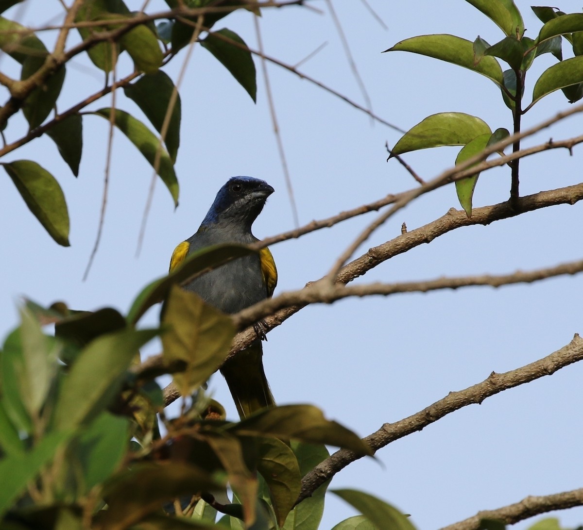 Blue-capped Tanager - ML205641441