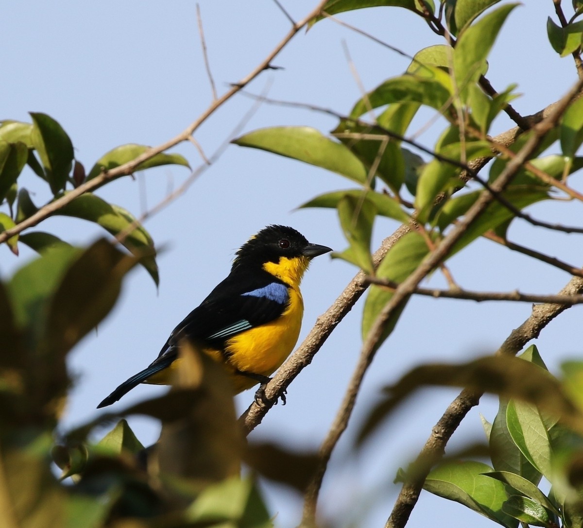 Blue-winged Mountain Tanager (Bolivian) - ML205641451