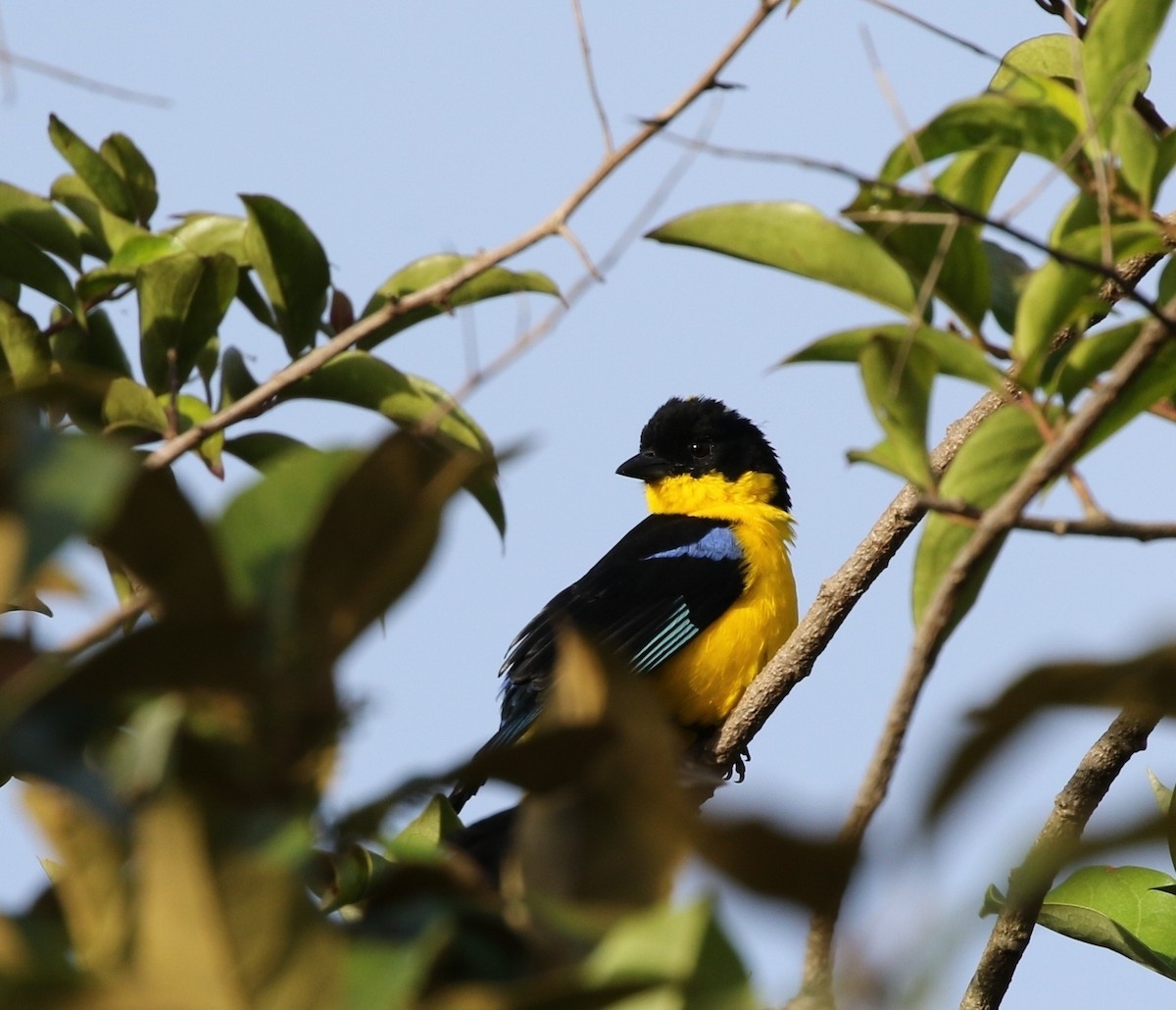 Blue-winged Mountain Tanager (Bolivian) - ML205641461