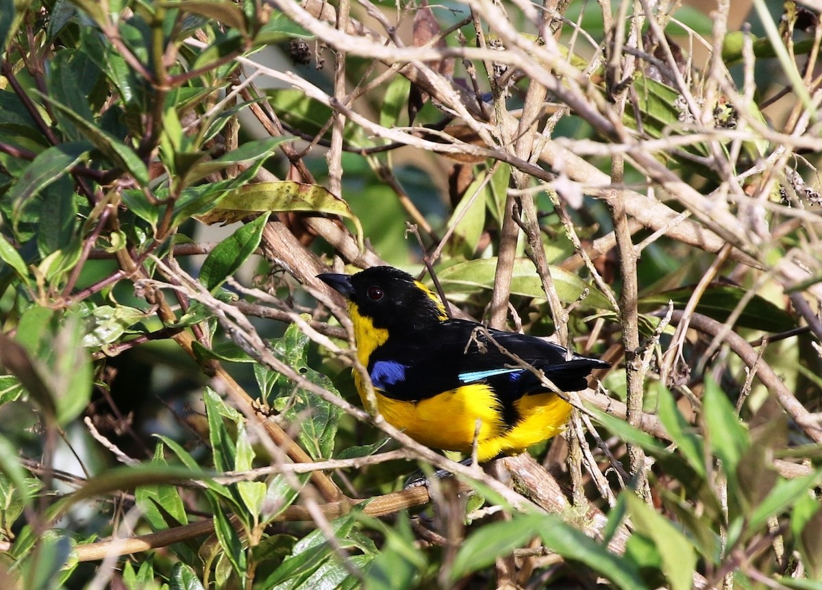 Blue-winged Mountain Tanager (Bolivian) - ML205641471