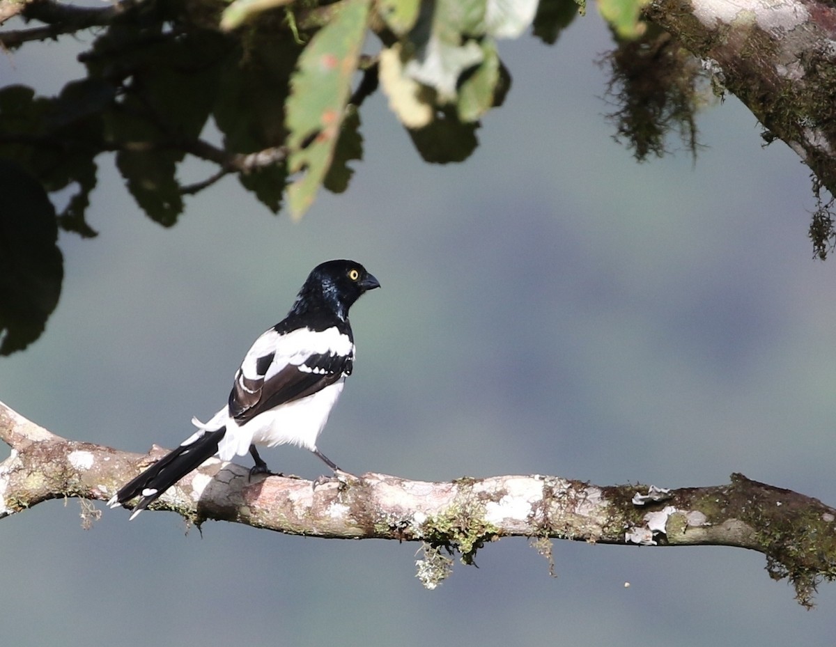 Magpie Tanager - Richard Greenhalgh