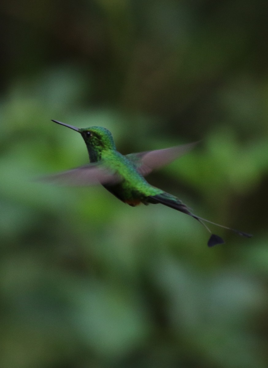 Rufous-booted Racket-tail (Anna's) - ML205641521