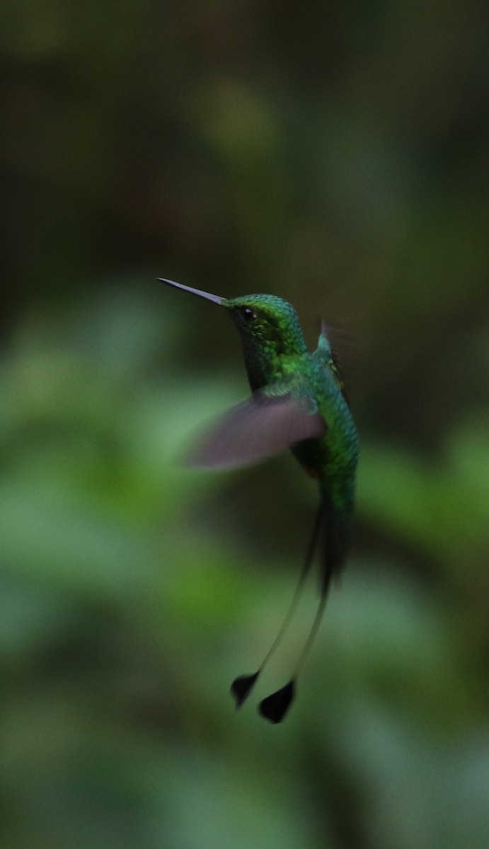 Rufous-booted Racket-tail (Anna's) - ML205641531