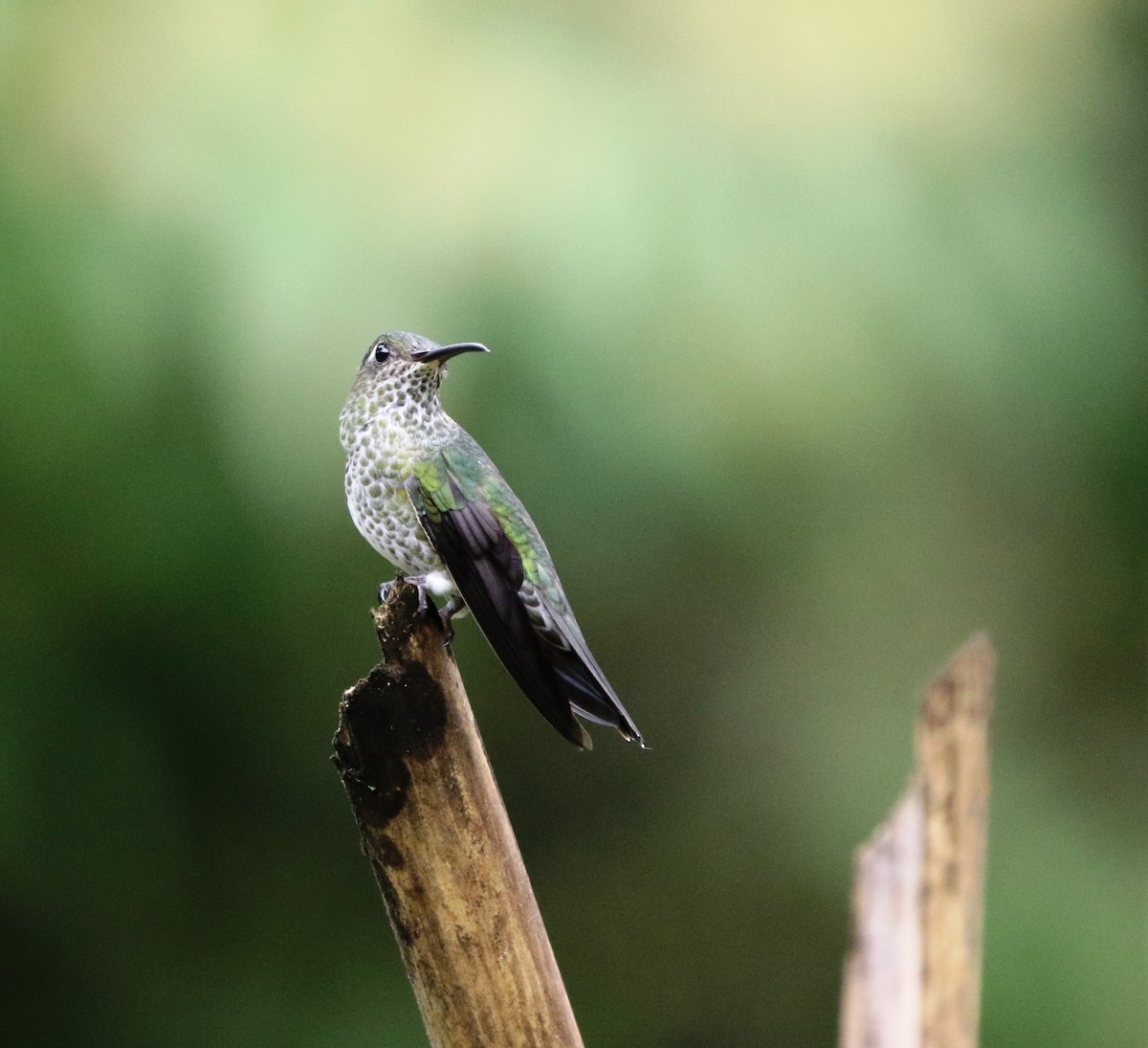 Many-spotted Hummingbird - ML205641541