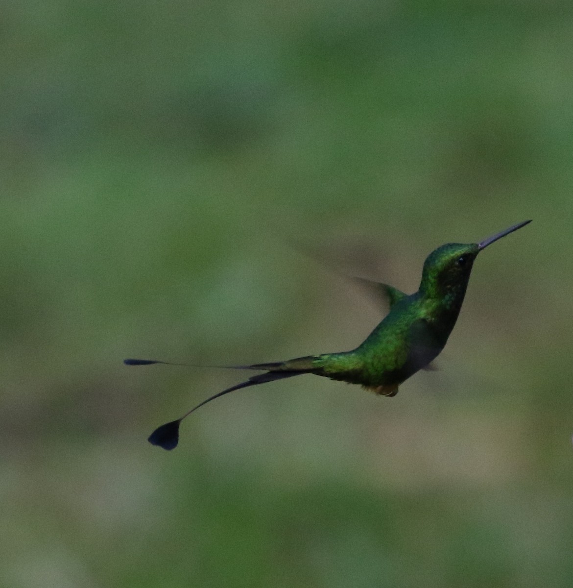 Rufous-booted Racket-tail (Anna's) - ML205641781