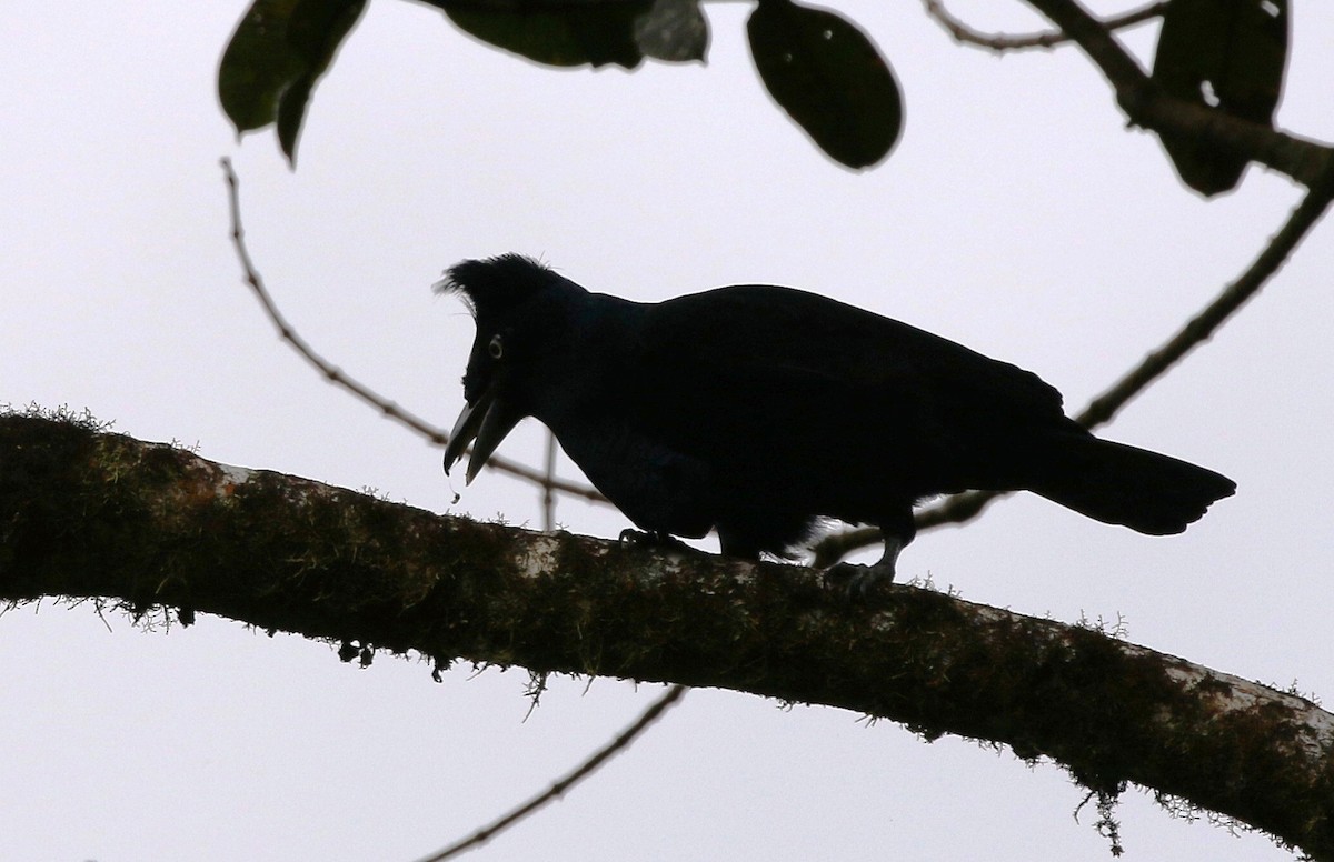 Amazonian Umbrellabird - Richard Greenhalgh