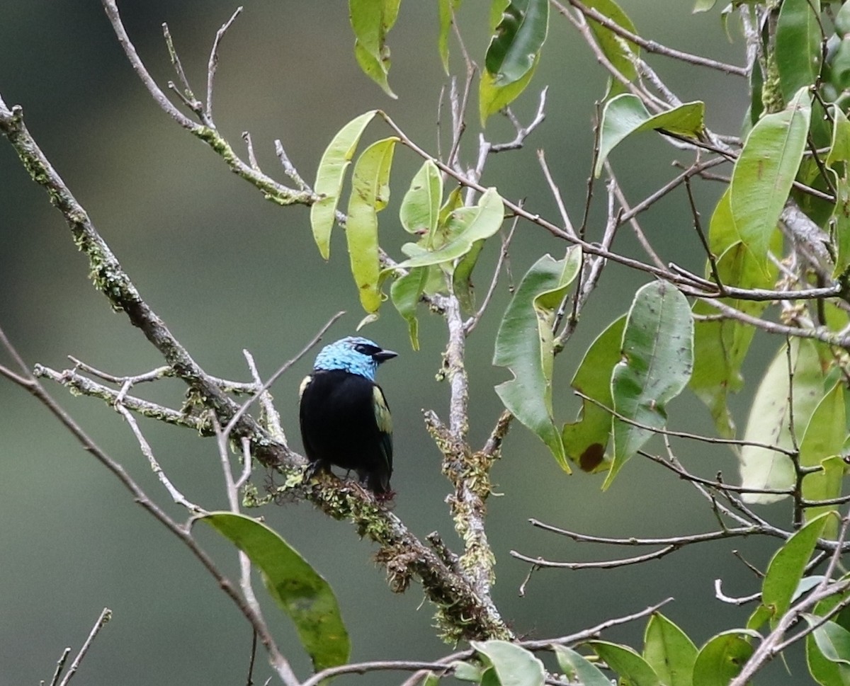 Blue-necked Tanager - Richard Greenhalgh