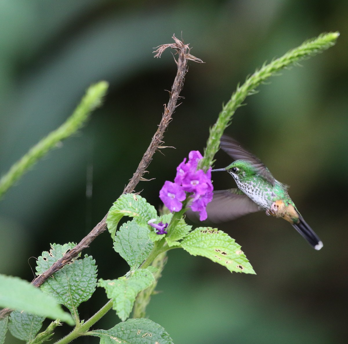 Rufous-booted Racket-tail (Anna's) - ML205641971