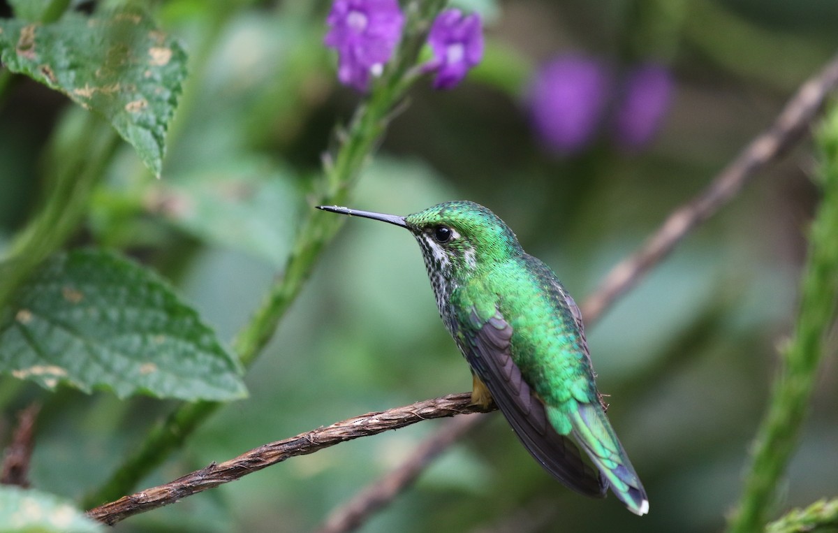Rufous-booted Racket-tail (Anna's) - ML205641981