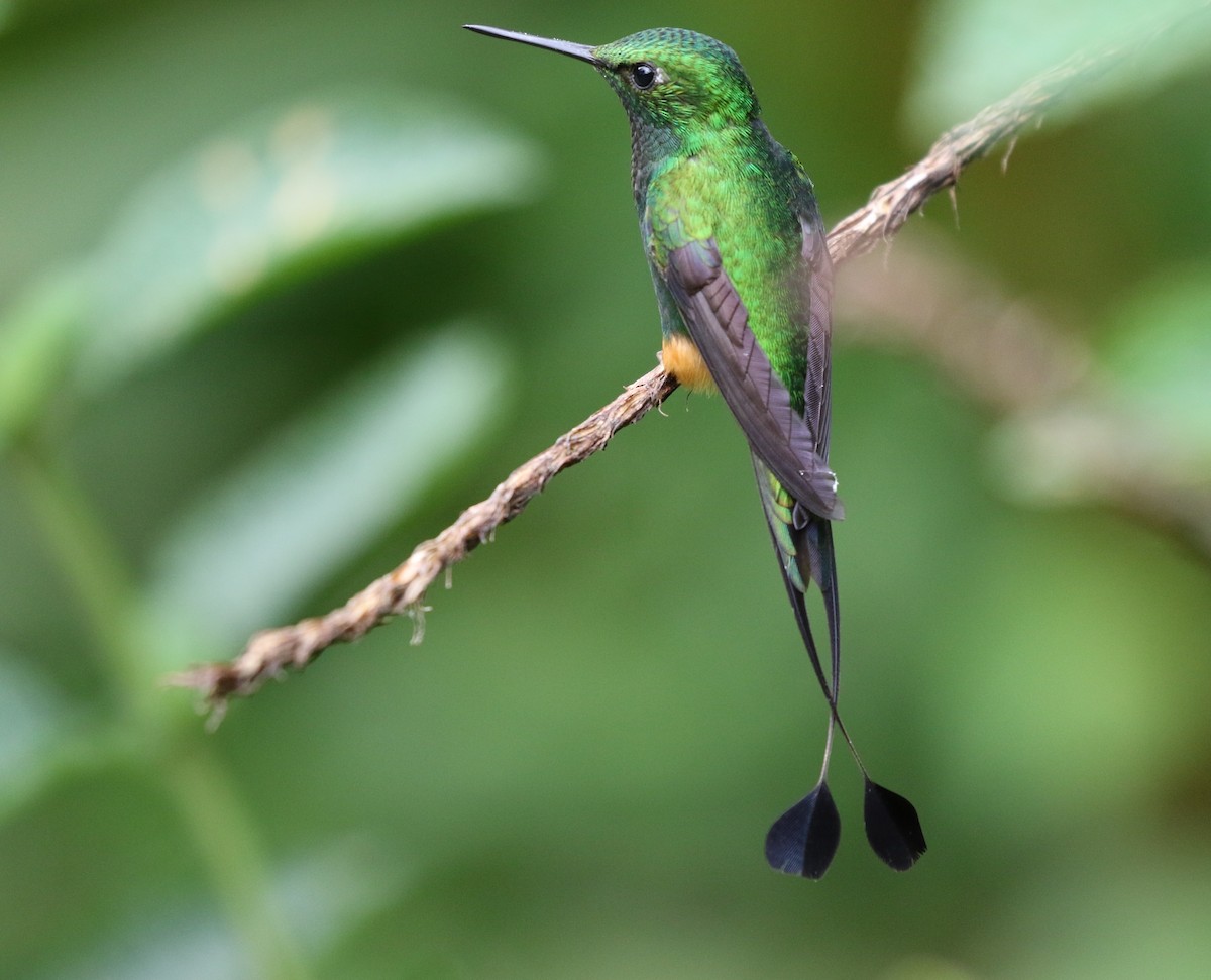Rufous-booted Racket-tail (Anna's) - ML205642031
