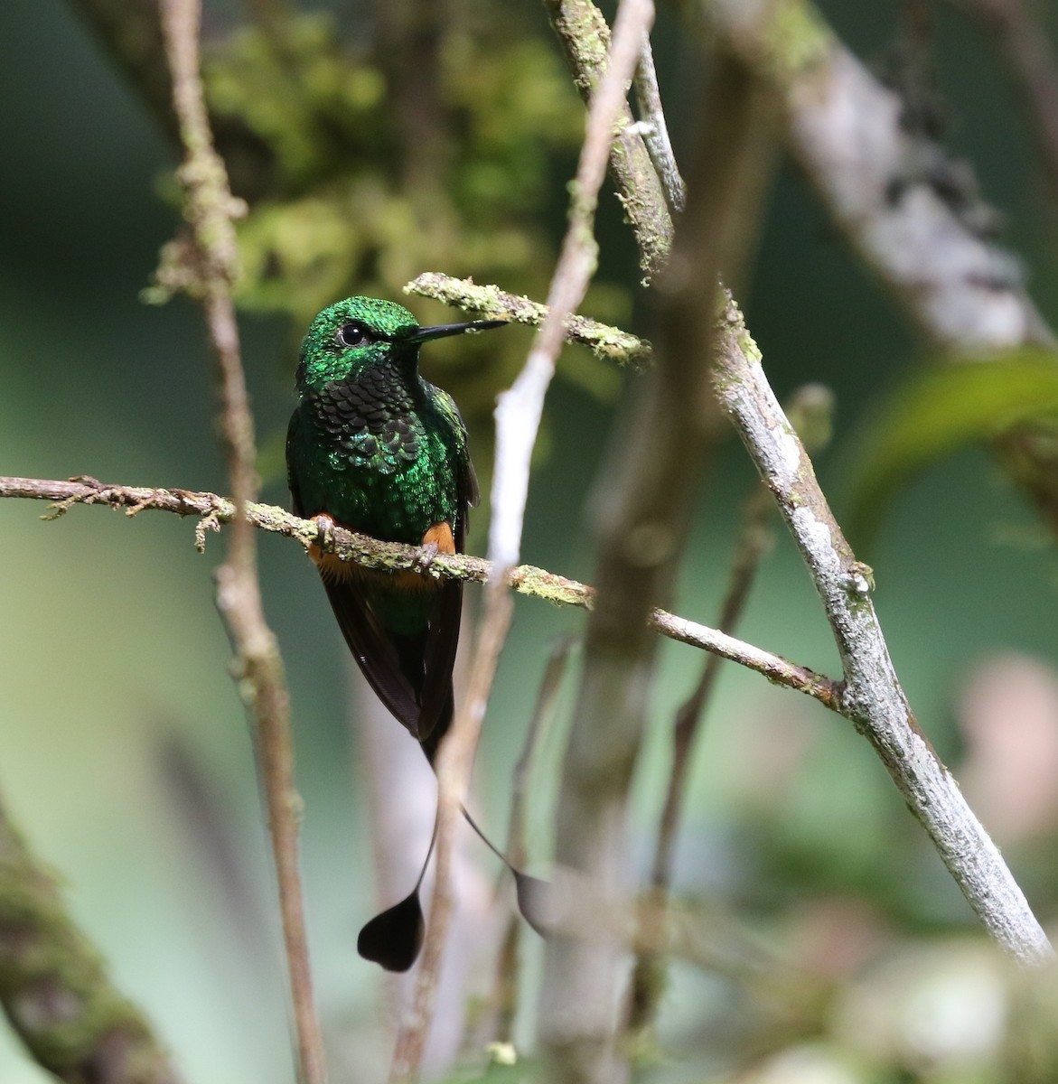 Rufous-booted Racket-tail (Anna's) - ML205642071