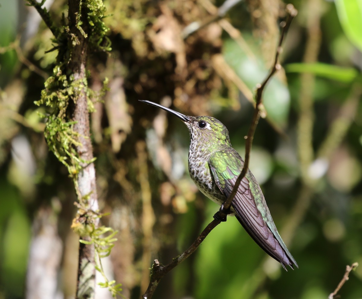 Many-spotted Hummingbird - Richard Greenhalgh