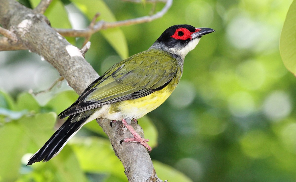 Australasian Figbird - John O'Malley
