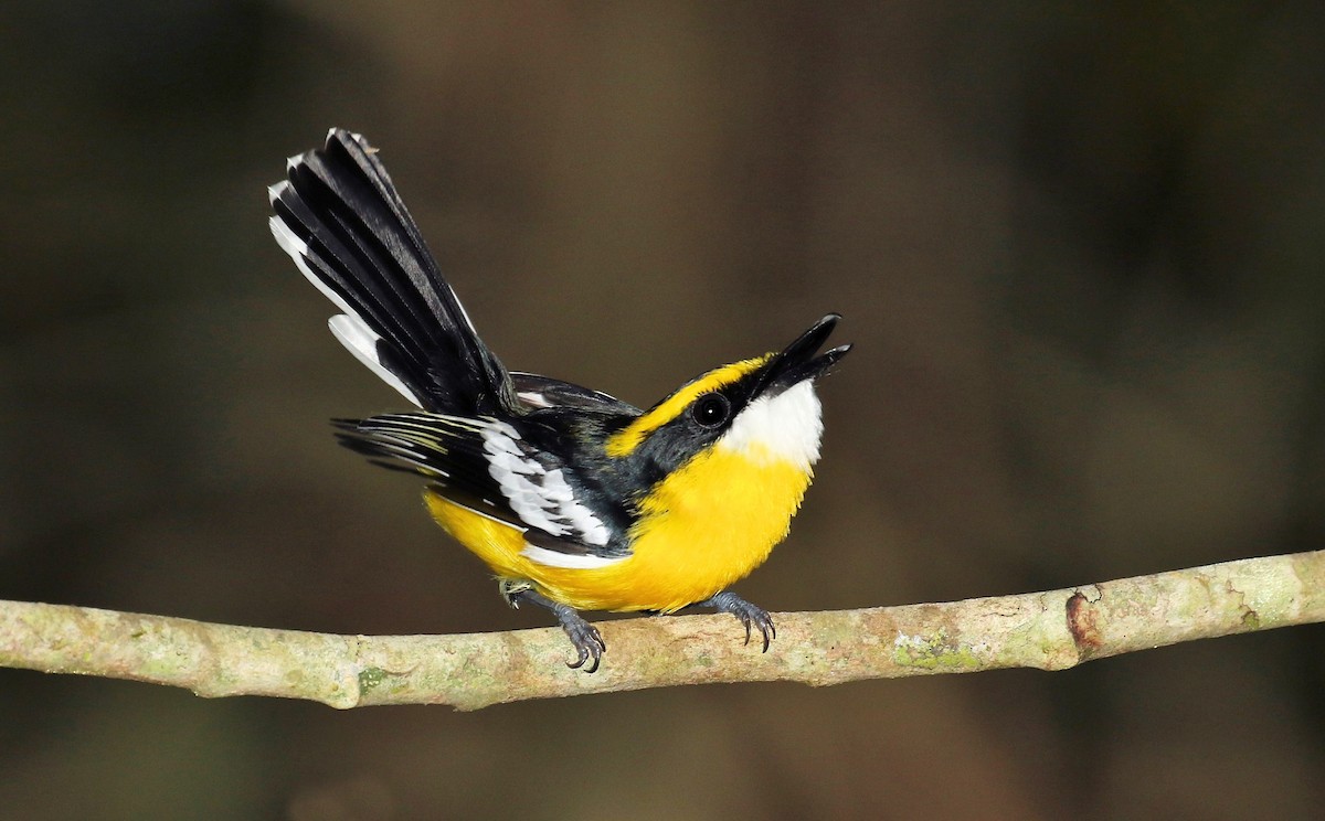 Yellow-breasted Boatbill - ML205642361