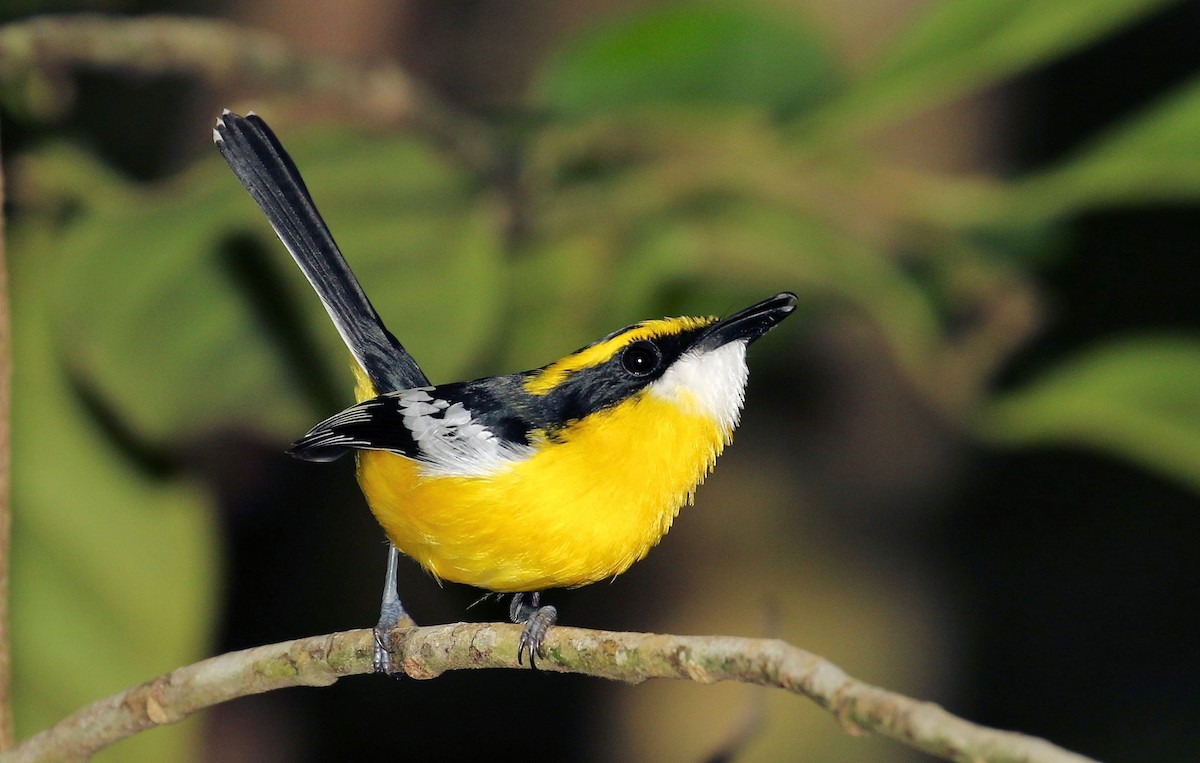 Yellow-breasted Boatbill - ML205642381