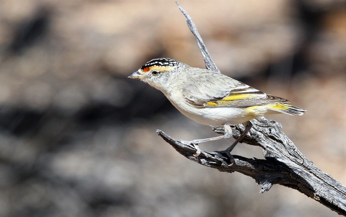 Red-browed Pardalote - John O'Malley