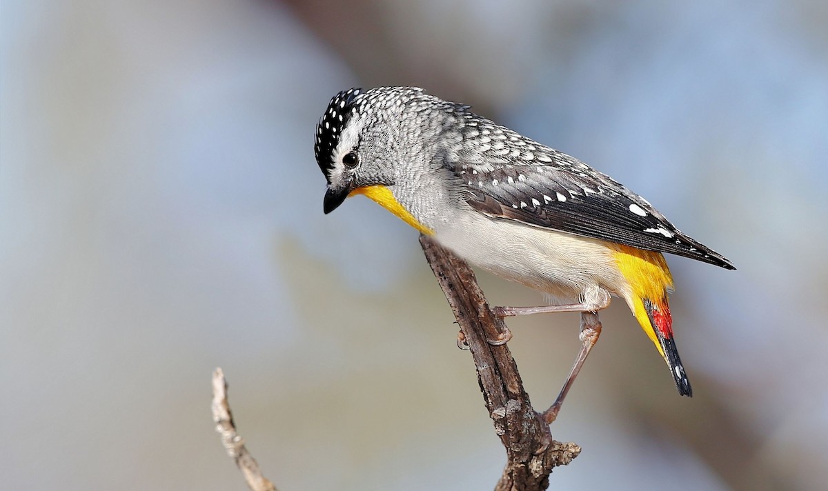 Spotted Pardalote (Yellow-rumped) - John O'Malley