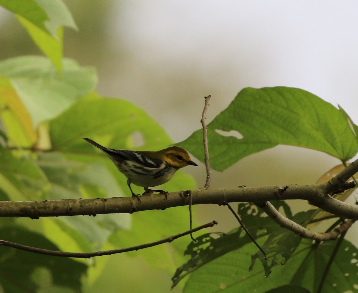 Black-throated Green Warbler - Richard Greenhalgh