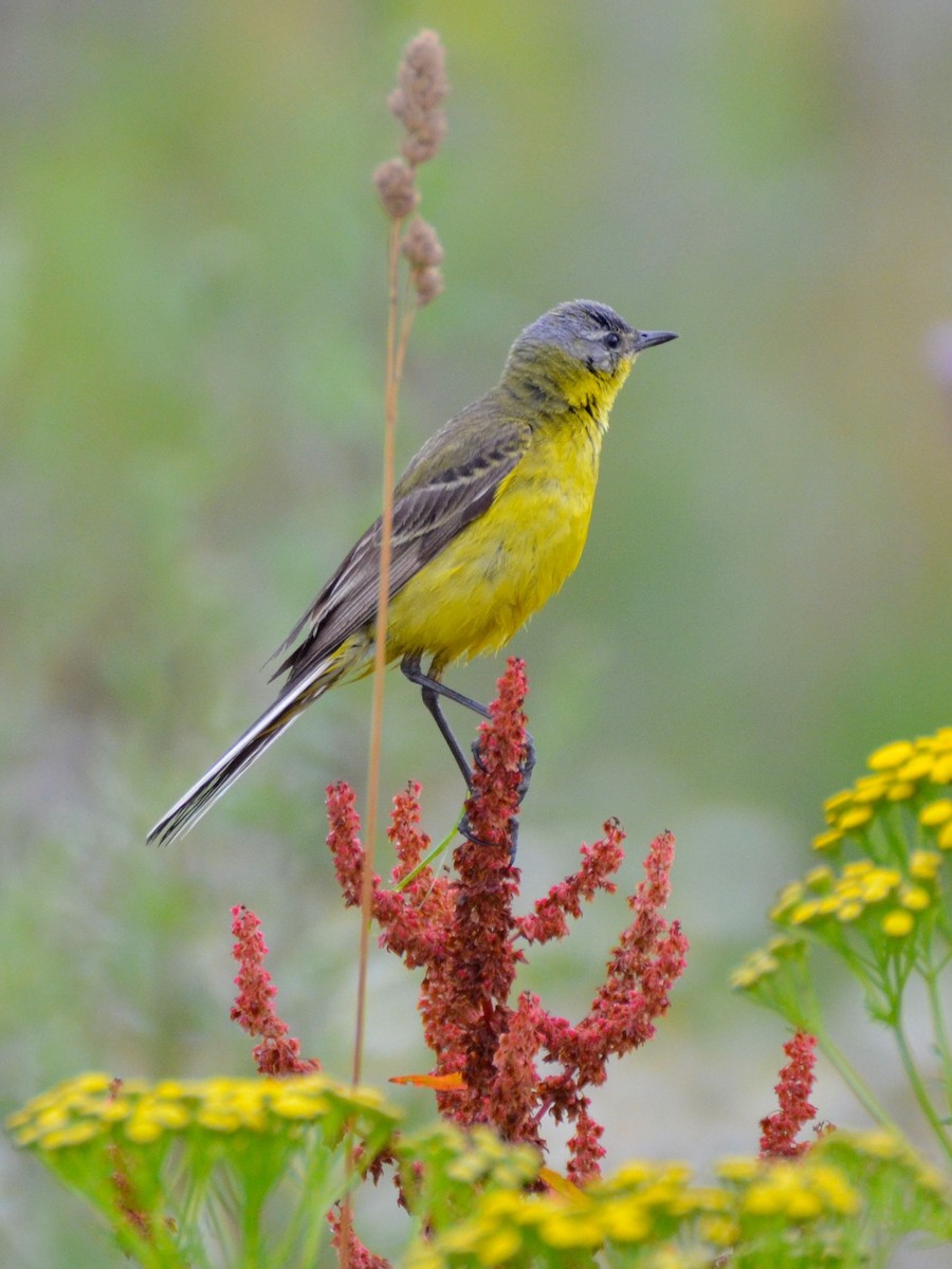 Western Yellow Wagtail - Laurent Demongin