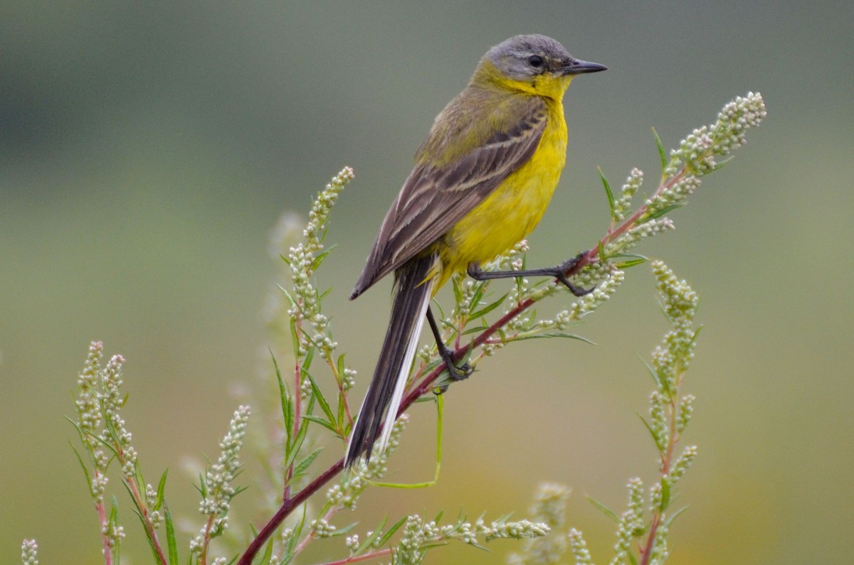 Western Yellow Wagtail - Laurent Demongin