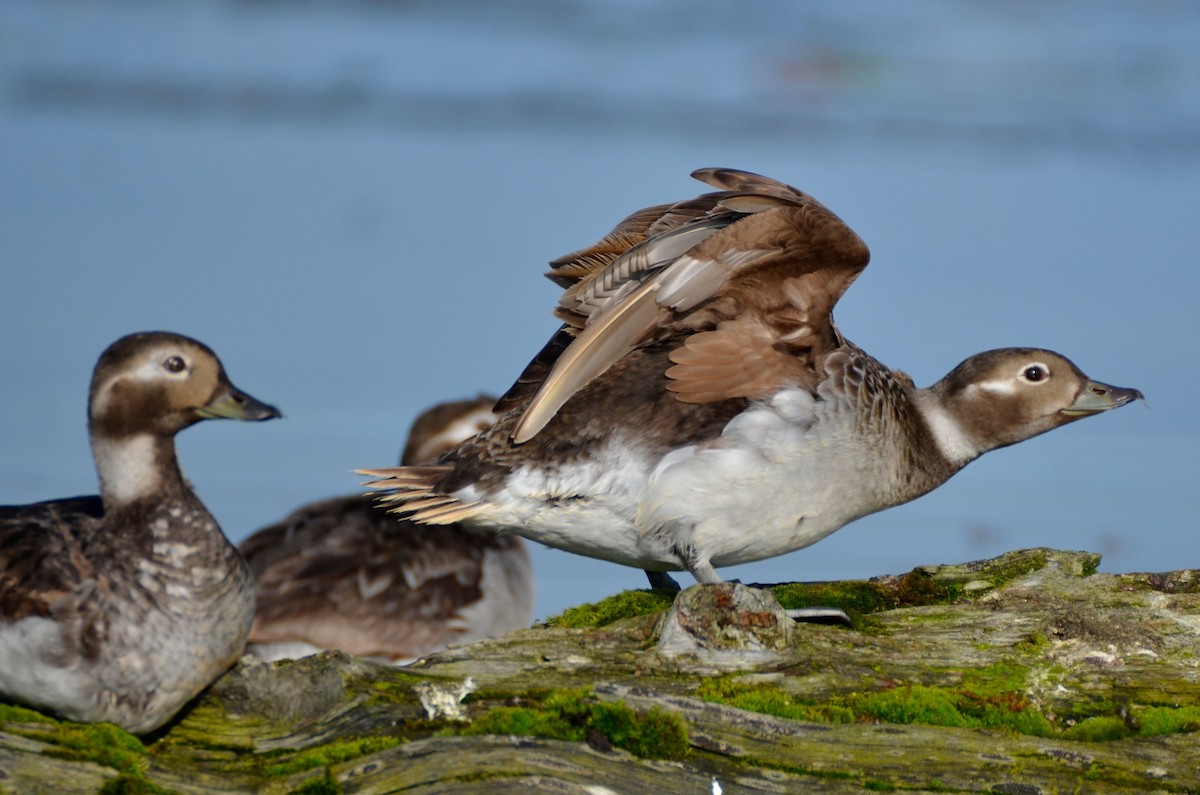 Long-tailed Duck - Laurent Demongin