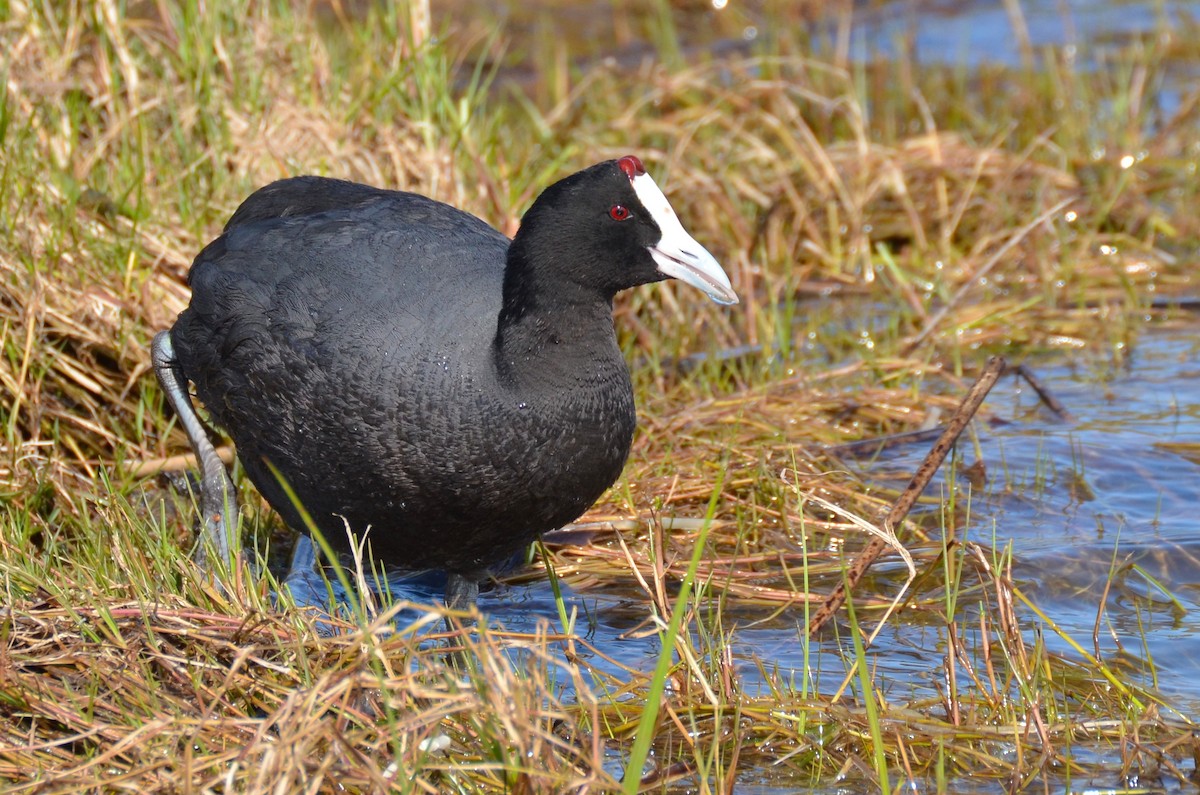 Red-knobbed Coot - ML205644701