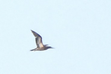 Brown Booby - ML20564471