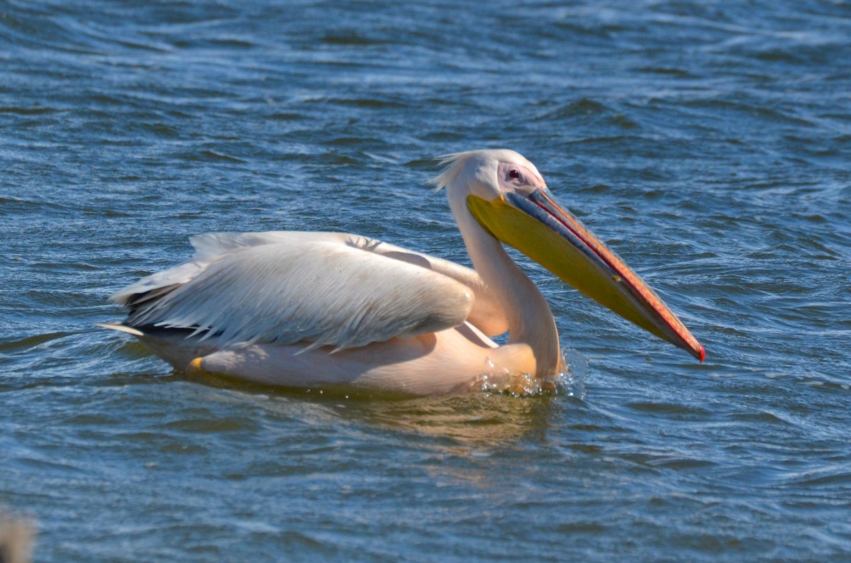 Great White Pelican - Laurent Demongin