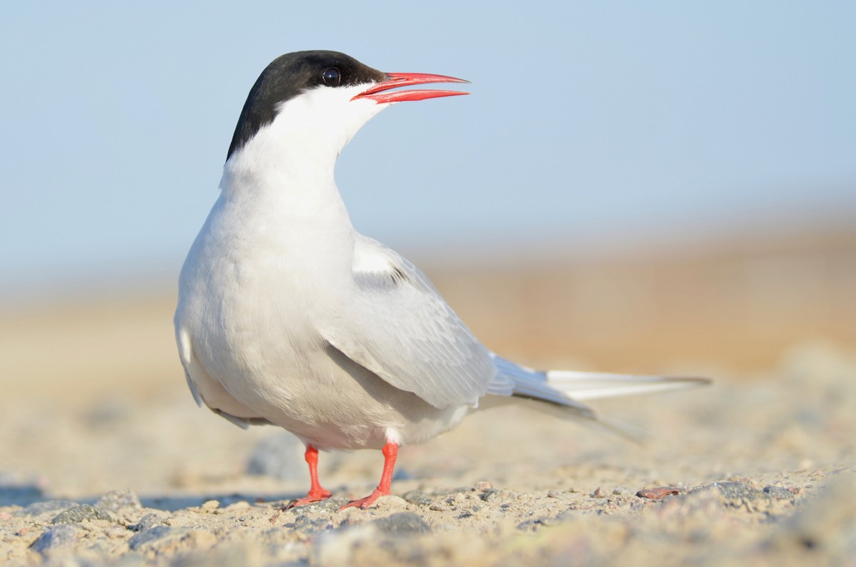 Arctic Tern - Laurent Demongin
