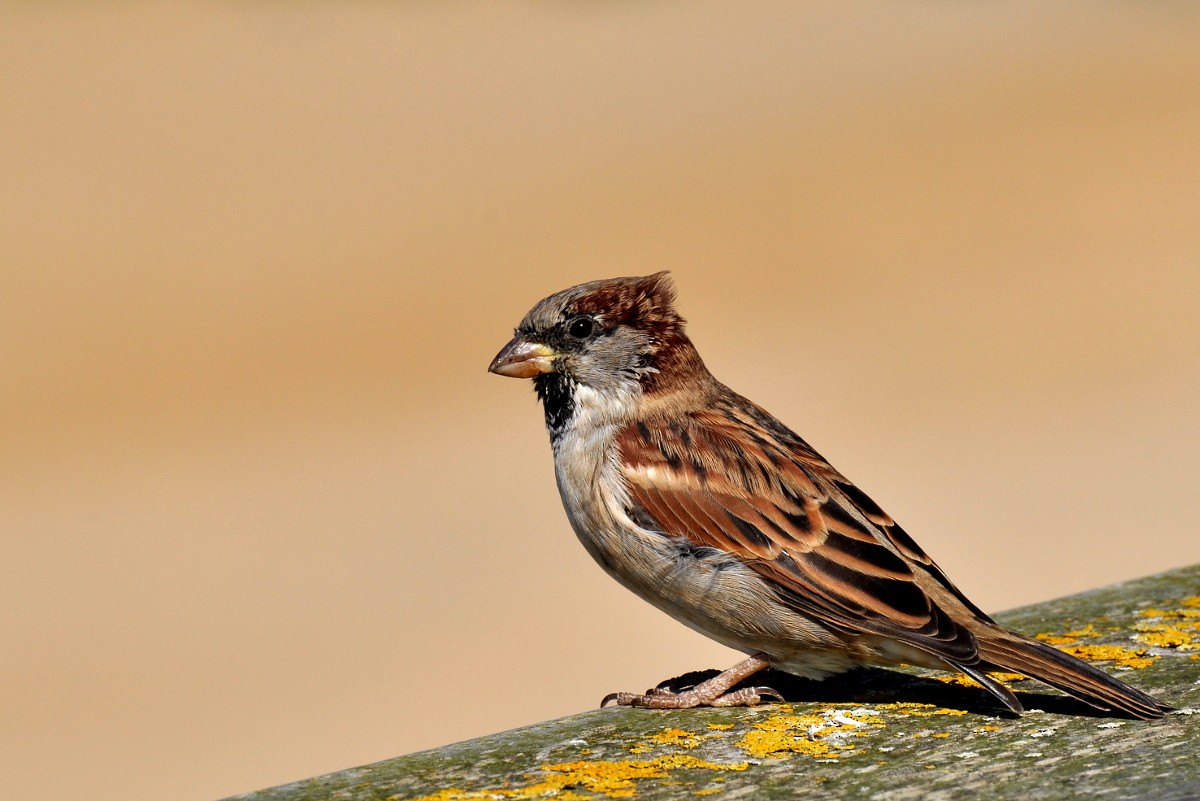 House Sparrow - Boris Delahaie
