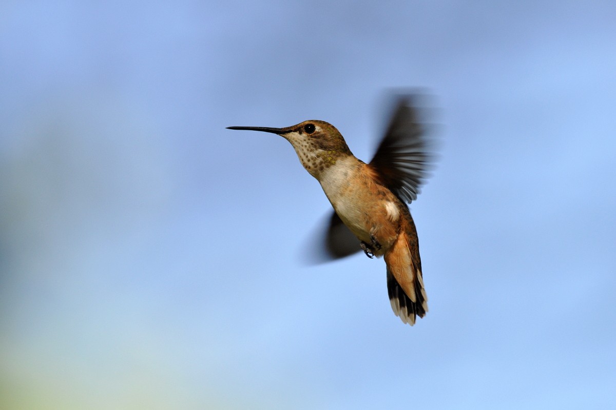 Rufous Hummingbird - Boris Delahaie