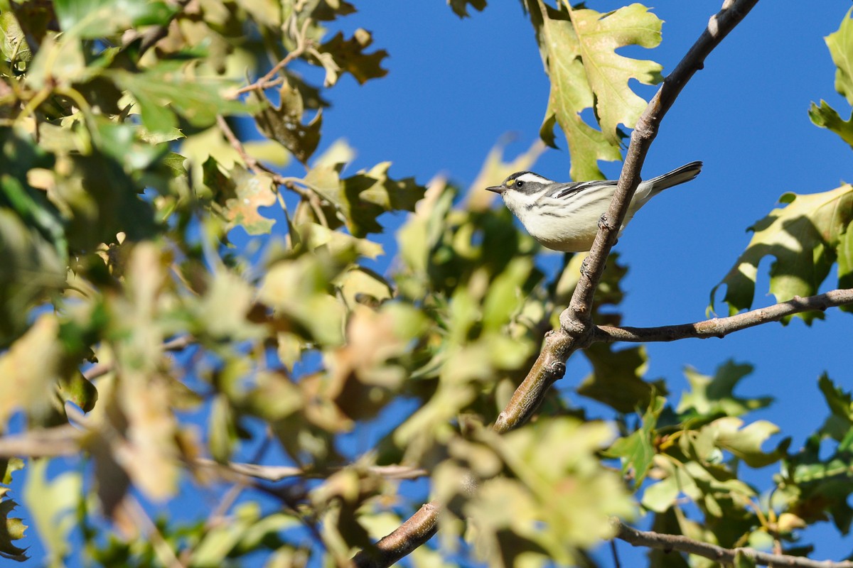 Black-throated Gray Warbler - Boris Delahaie