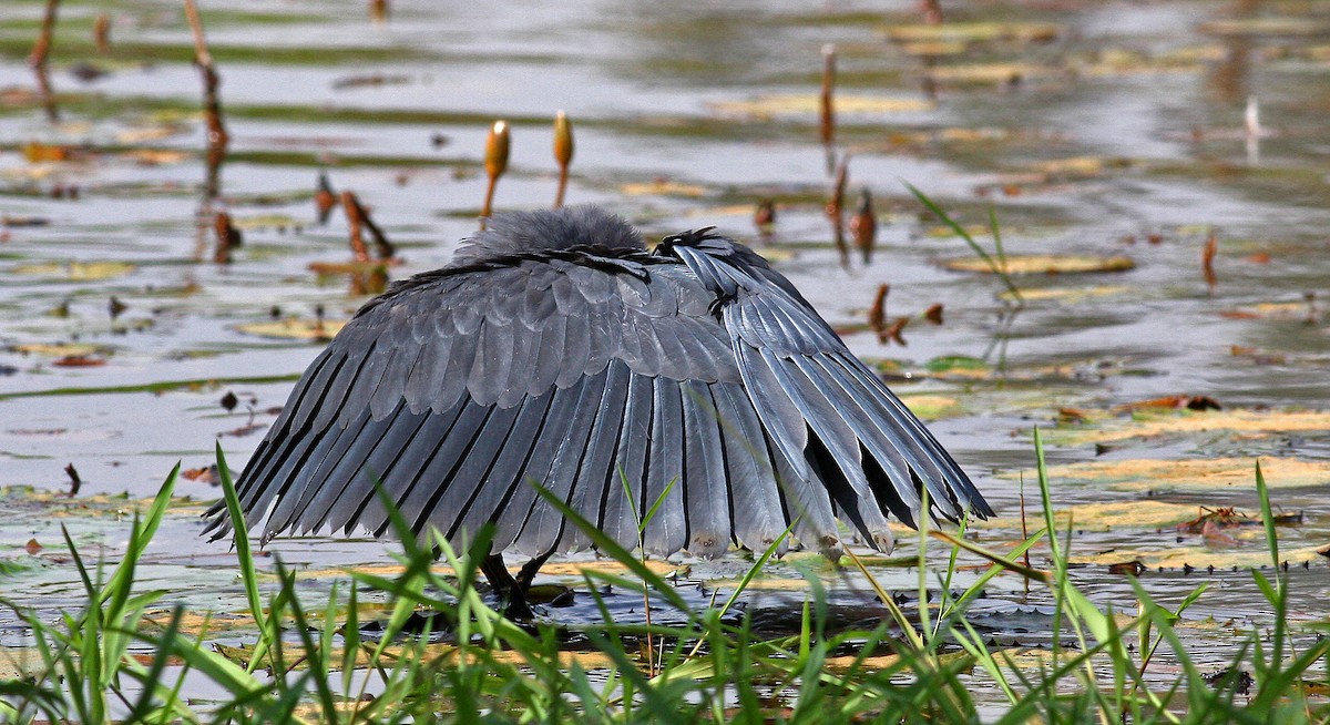 Black Heron - Frans Vandewalle