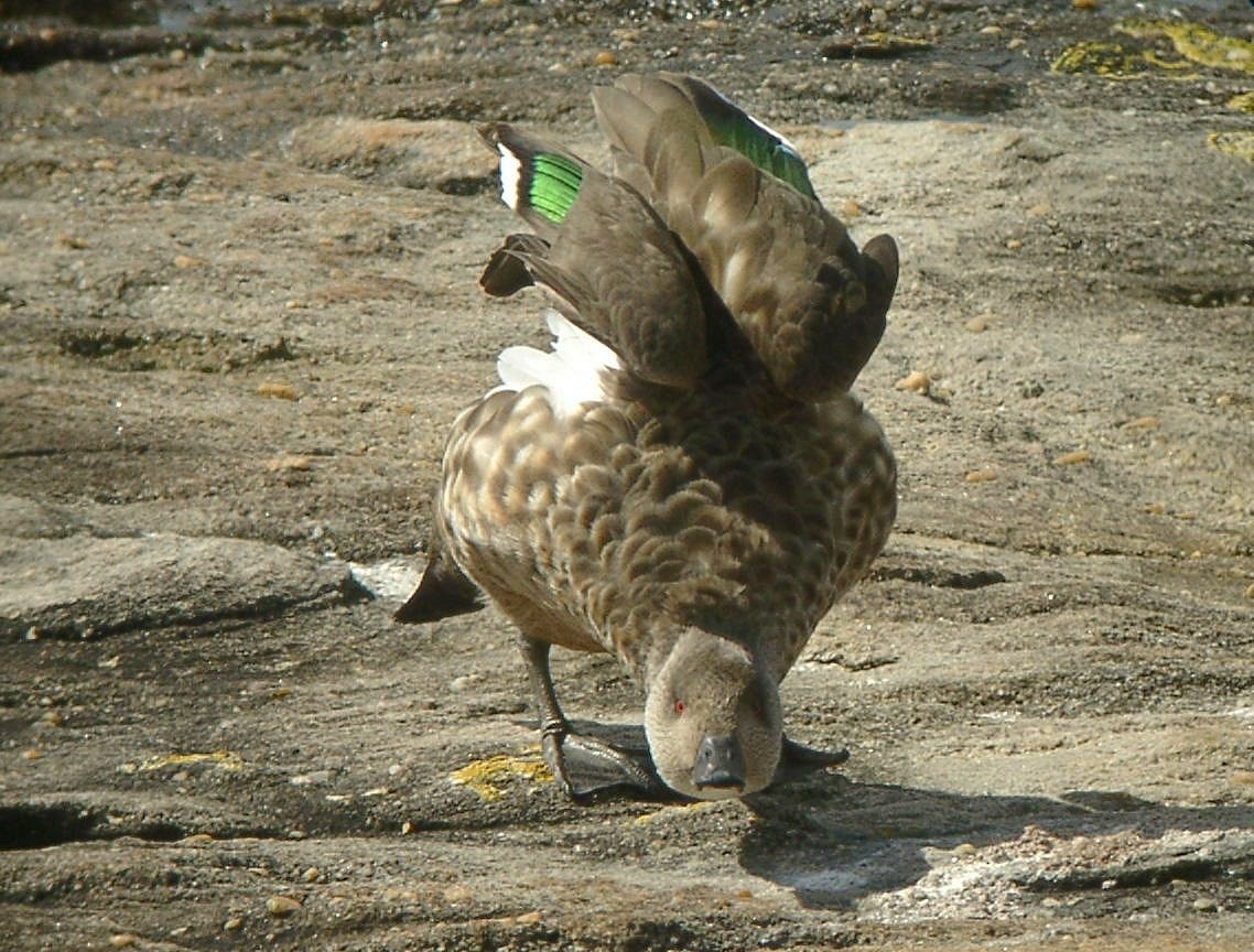 Crested Duck - ML205648191
