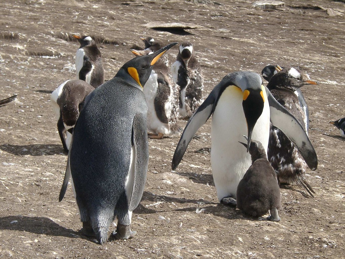 King Penguin - Laurent Demongin