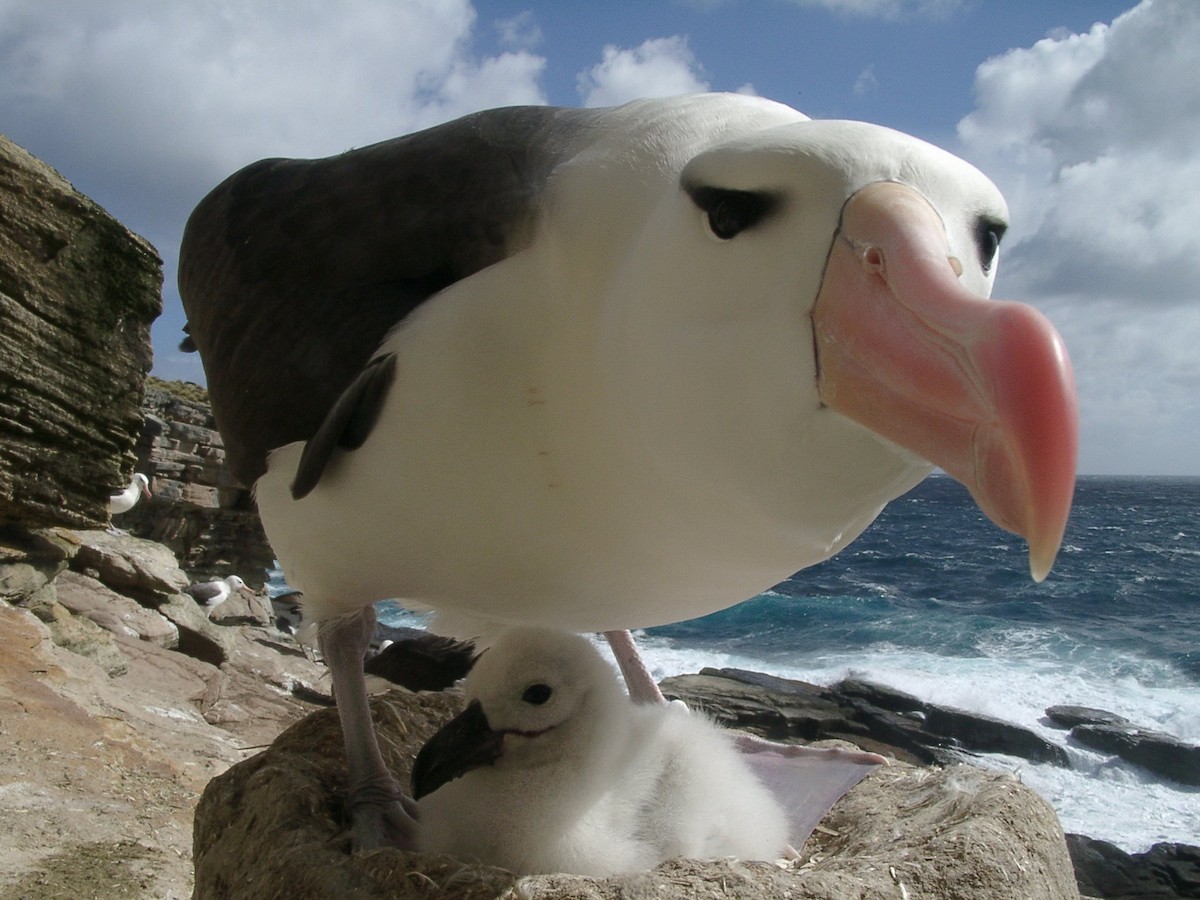 Black-browed Albatross (Black-browed) - Laurent Demongin