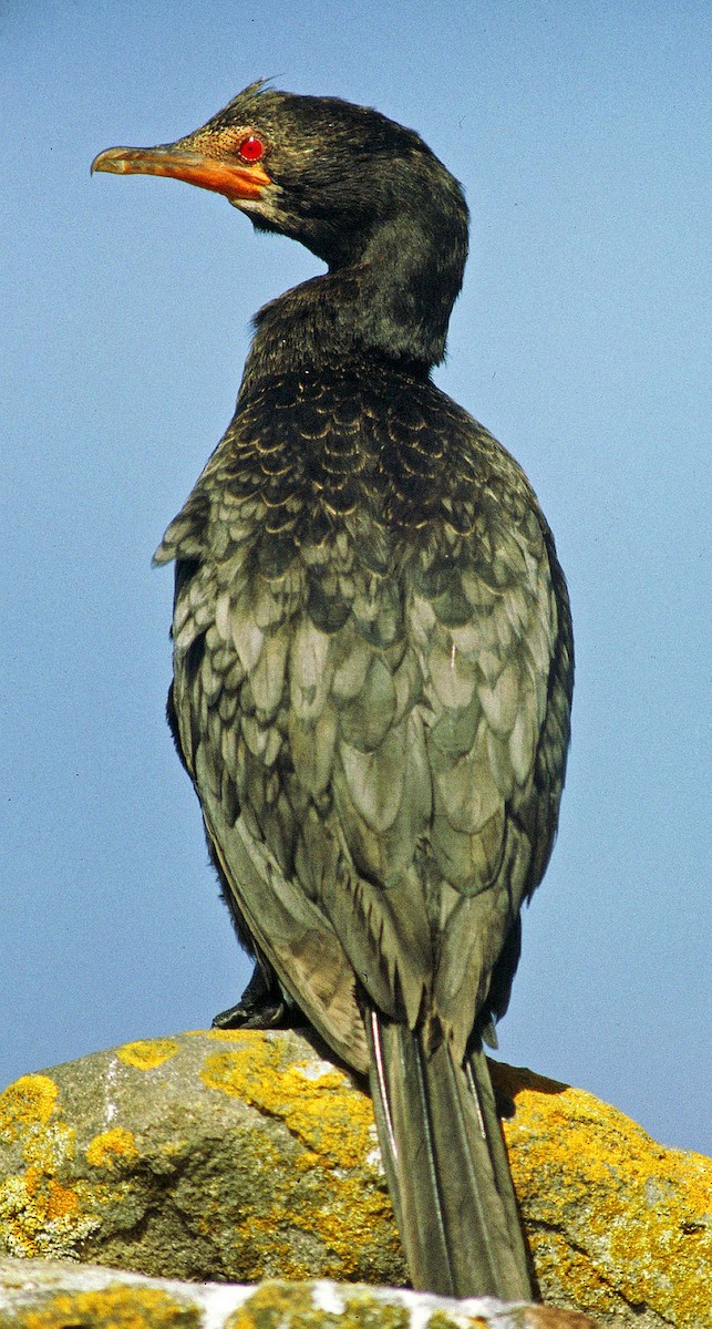 Crowned Cormorant - Frans Vandewalle
