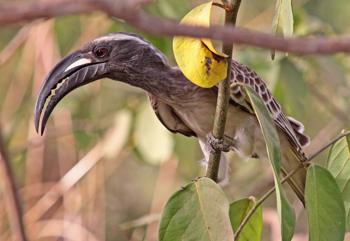 African Gray Hornbill - Frans Vandewalle