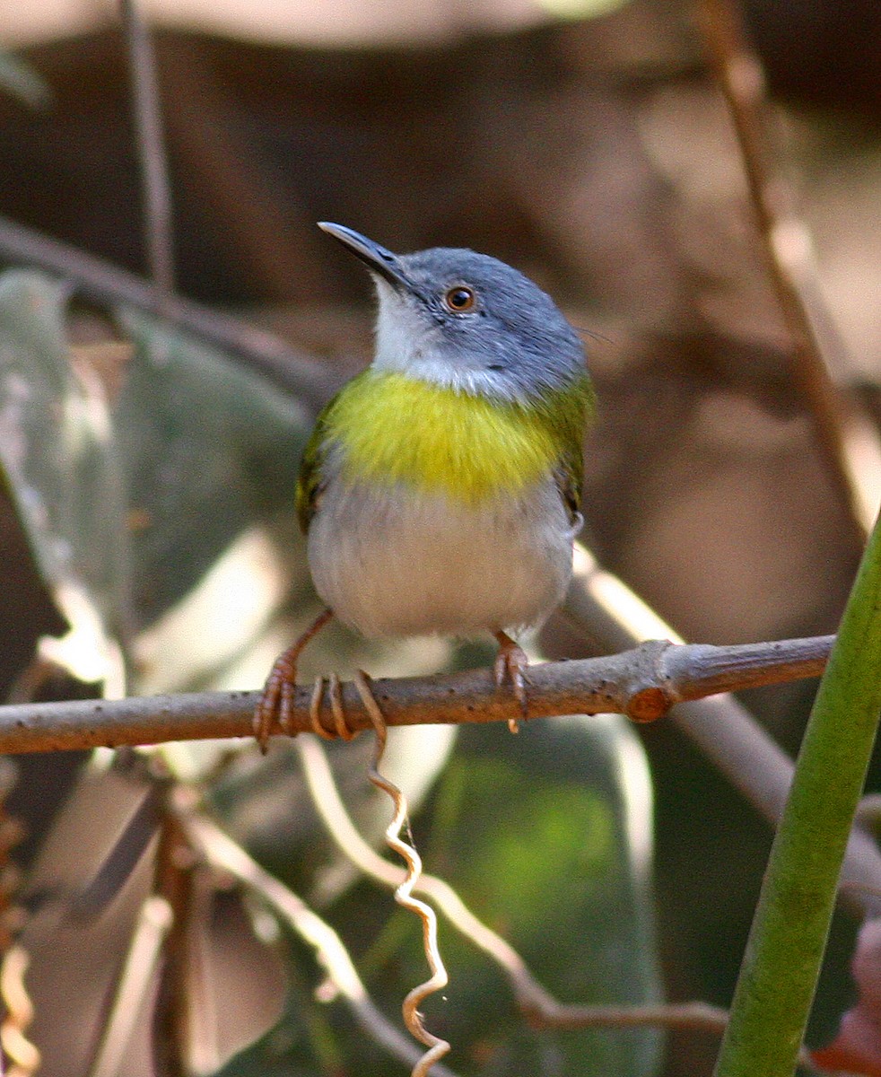 Yellow-breasted Apalis (Yellow-breasted) - ML205648621