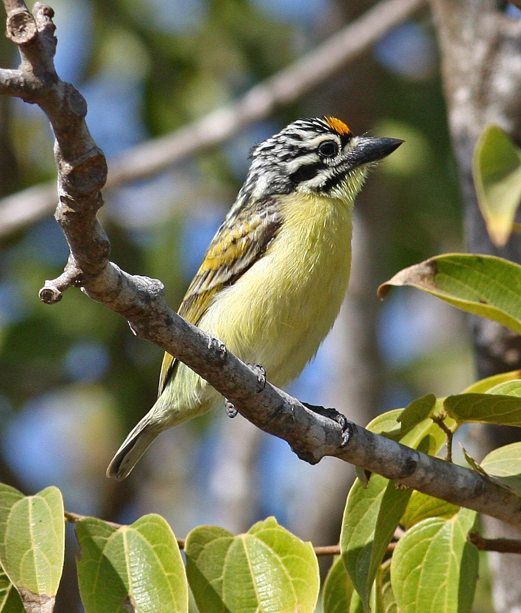 Yellow-fronted Tinkerbird - ML205648721