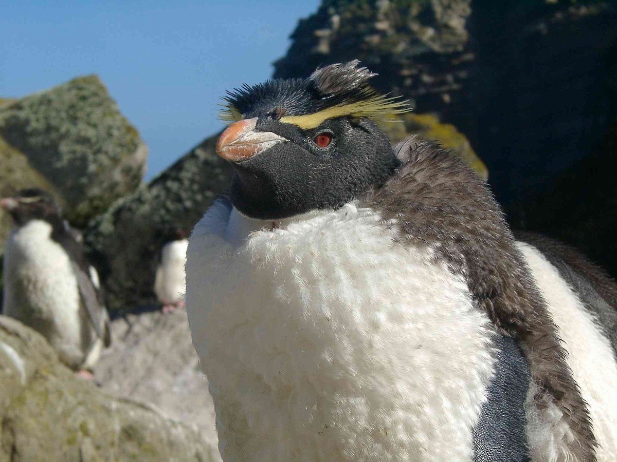 Southern Rockhopper Penguin (Western) - Laurent Demongin