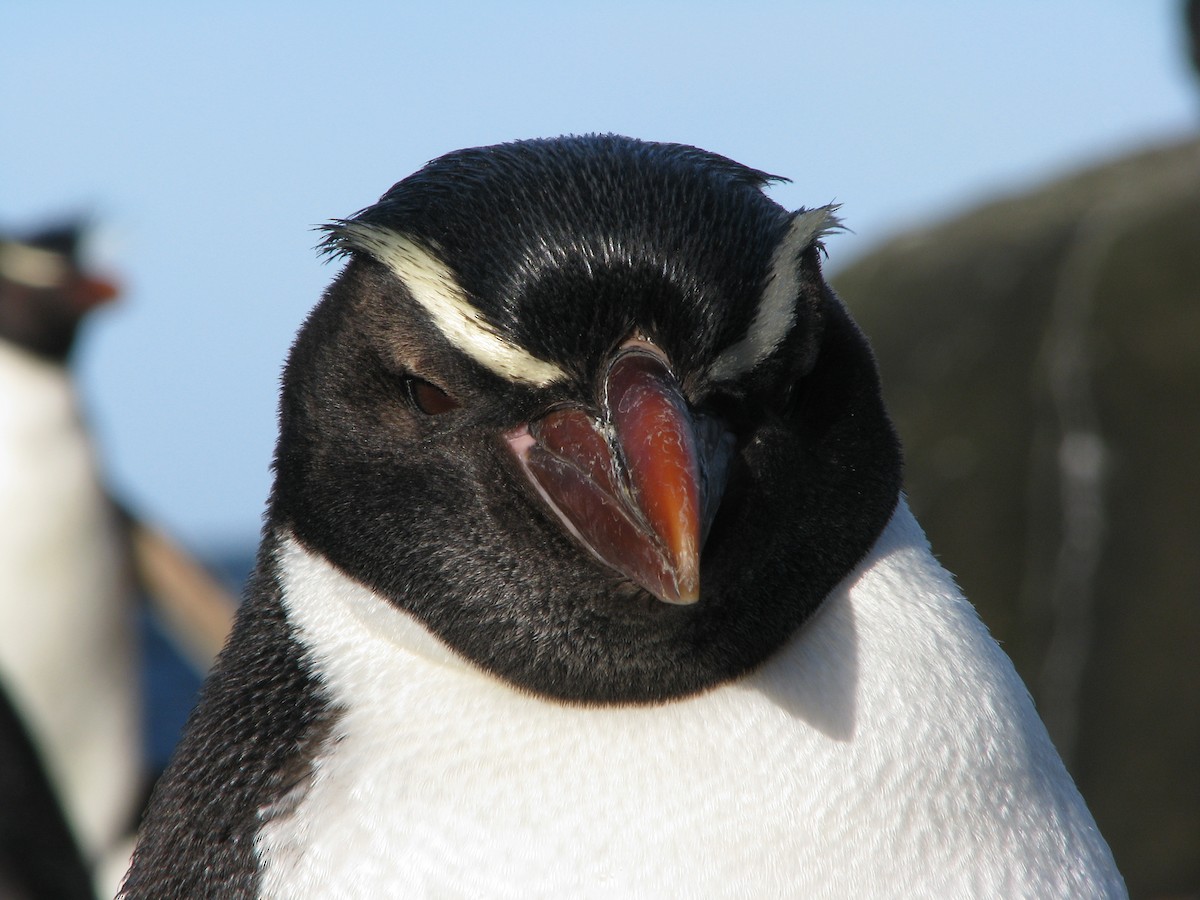 Снарский пингвин - ML205650151