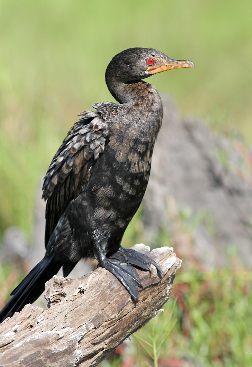Long-tailed Cormorant - Frans Vandewalle