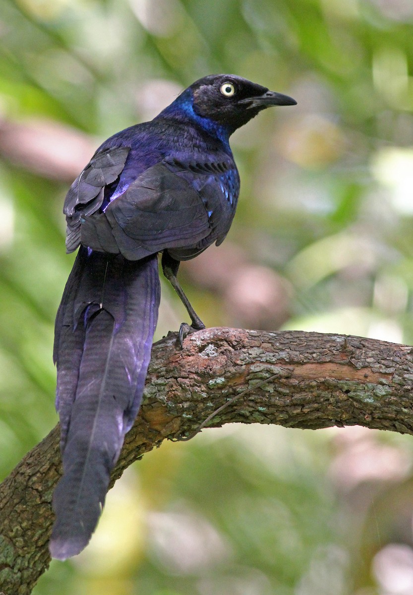 Long-tailed Glossy Starling - ML205650591