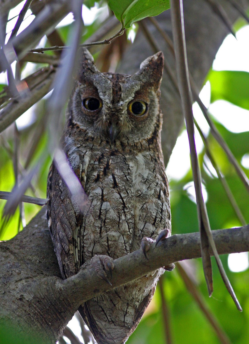 African Scops-Owl (African) - ML205650841
