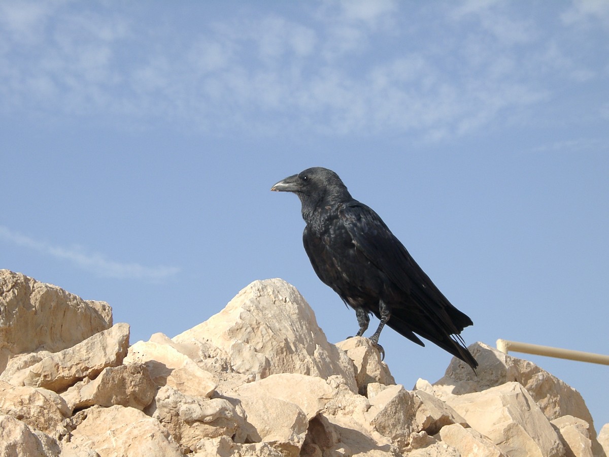 Fan-tailed Raven - Laurent Demongin