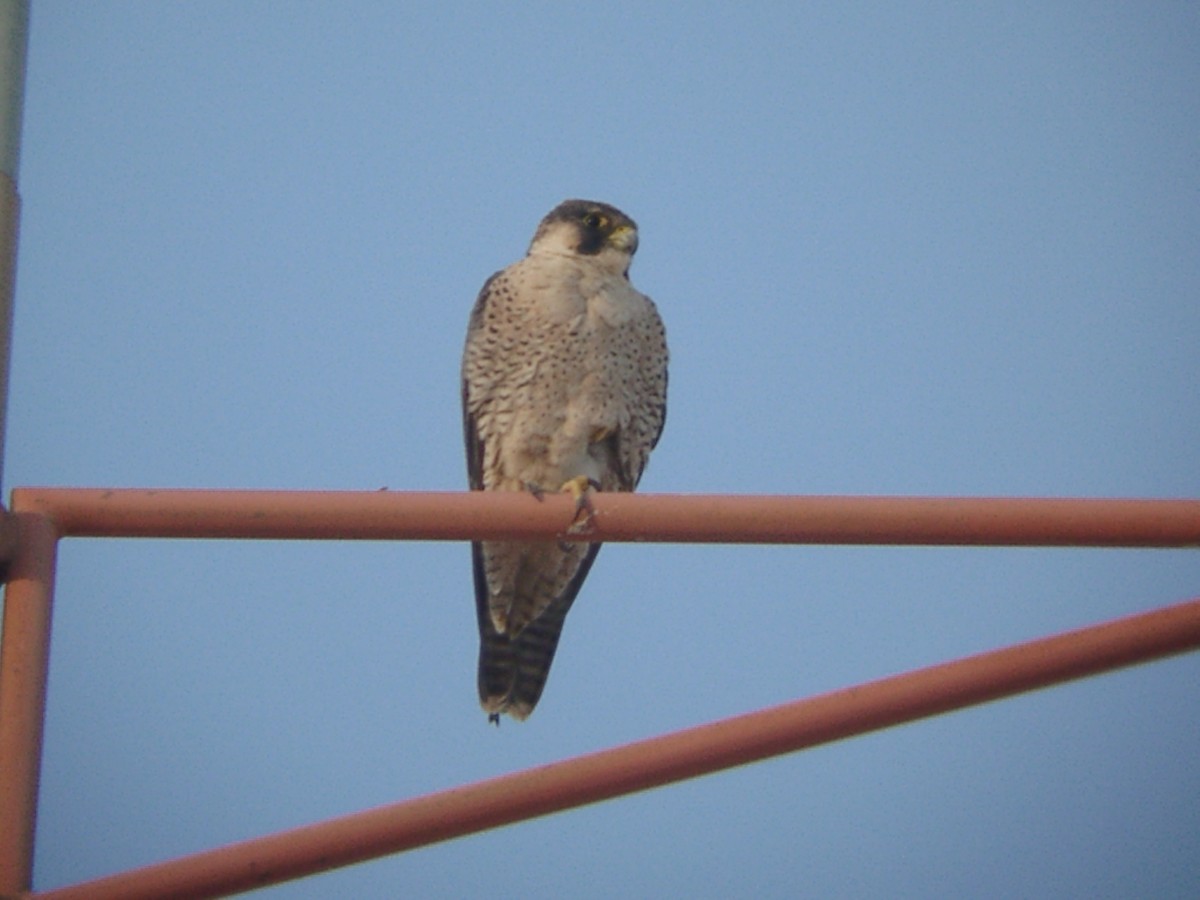 Peregrine Falcon (Barbary) - Laurent Demongin