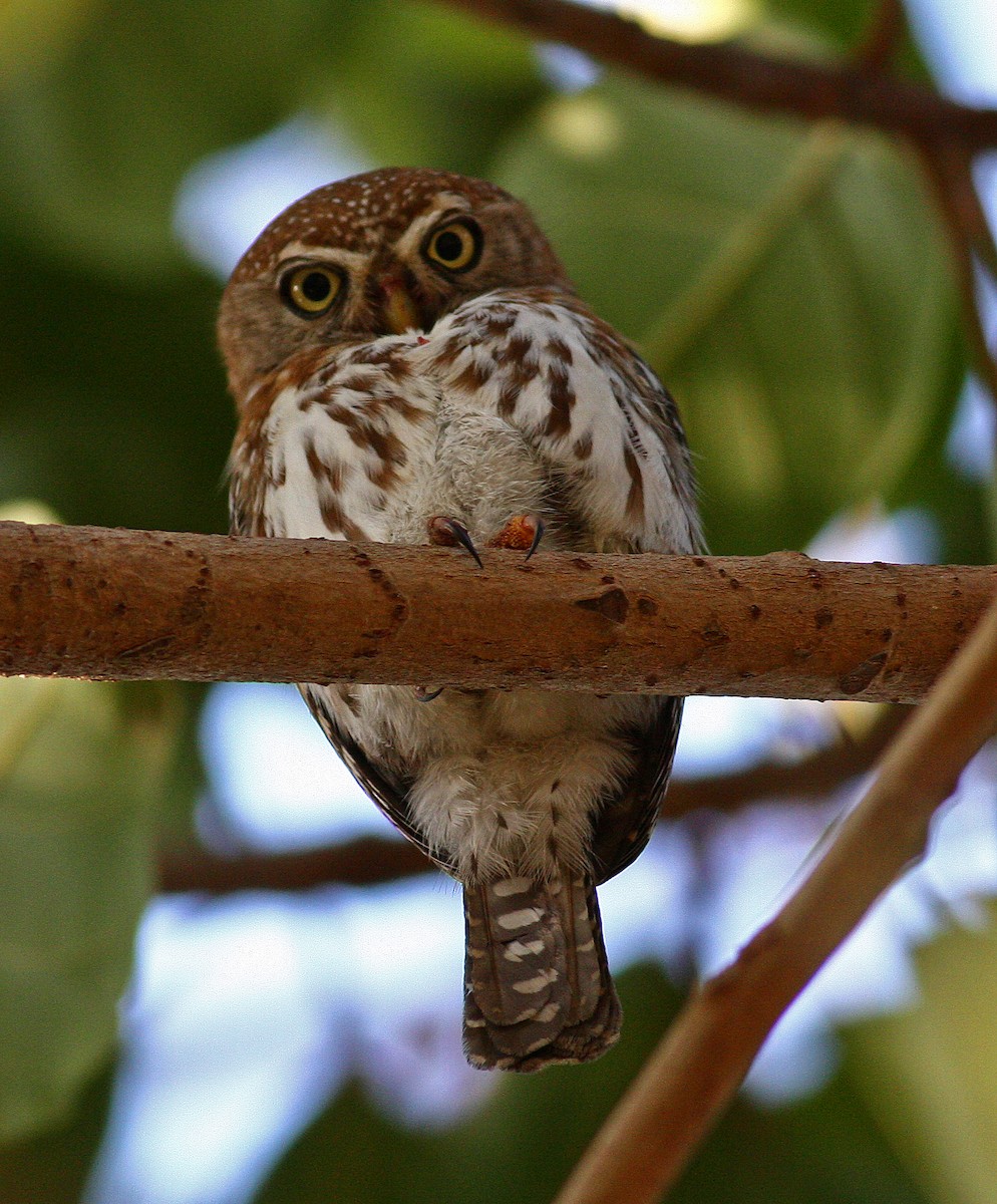 Pearl-spotted Owlet - Frans Vandewalle